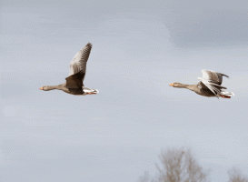 Greylags_Flying.gif Greylags_Flying.gif
