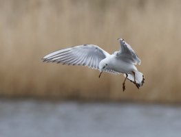 309A8824-DxO_Blackheaded_Gull_flying_800mm_LS1.jpg 309A8824-DxO_Blackheaded_Gull_flying_800mm_LS1.jpg