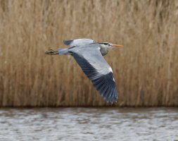 309A8843-DxO_Grey_Heron_Flying_600mm.jpg 309A8843-DxO_Grey_Heron_Flying_600mm.jpg