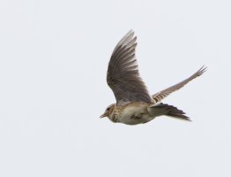 309A9559-DxO_lark_flying-lss.jpeg 309A9559-DxO_lark_flying-lss.jpeg