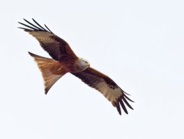 309A9759-DxO_Kite_flying-lsSH.jpg 309A9759-DxO_Kite_flying-lsSH.jpg