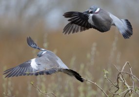 309A9033-DxO_Pigons_Fighting small.jpg