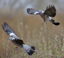 309A9036-DxO_Pigons_Fighting small.jpg