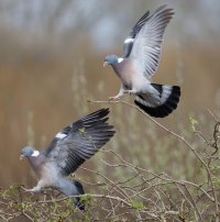 309A9038-DxO_Pigons_Fighting small.jpg