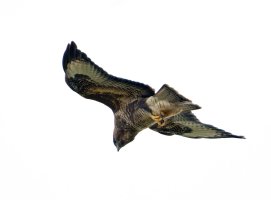 309A9931-DxO_Buzzard_Flying_800mm_shaut.jpg