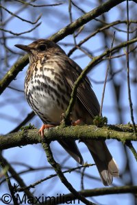 thrush_2024_01.JPG