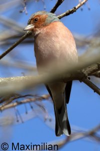 chaffinch_2024_05.JPG