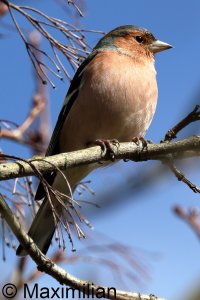 chaffinch_2024_06.JPG