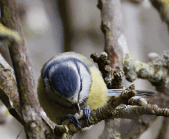 Bluetit_eating_seed.gif