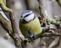 309A0355-DxO_Bluetit_eating_seed_ls1.jpg