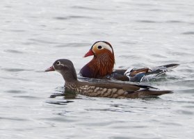 309A0051-DxO_Male+Female_Mandarin_Duck_800mm-lss.jpeg