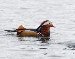 309A0104-DxO_Male_Mandarin_Duck-lssr.jpeg