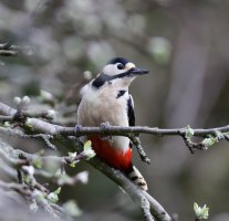 309A0311-DxO_Grest_Spotted_woodpecker-lss.jpeg