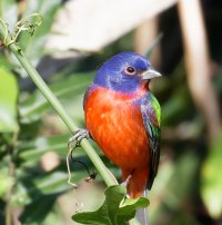 3Q7A4704-DxO_painted_bunting_male.jpg