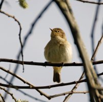 309A0933-DxO_Chiffchaff_SHaut800mm_LS1.jpg