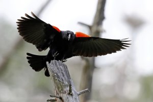 Blackbird Making Perch.jpg