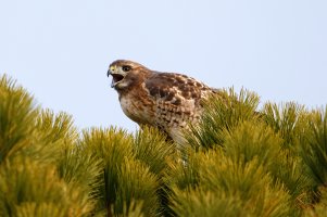 Hawk Exclaiming In Conifer.jpg