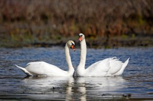 Paired Swans Dating.jpg