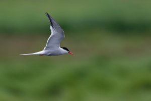 Tern In Flight.jpg