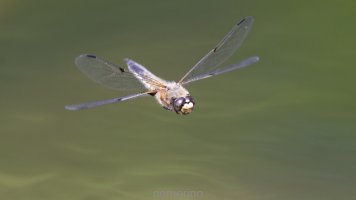 libellen 2023_04.jpg