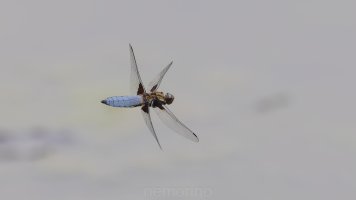 libellen 2023_03.jpg