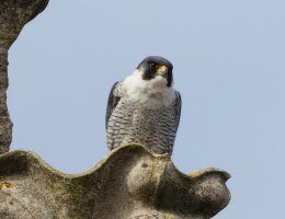 309A1830-DxO_Peregrine_falcon_closest.jpg