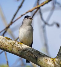 3R3A7650-DxO_Blackcap_singing_shaut.jpg