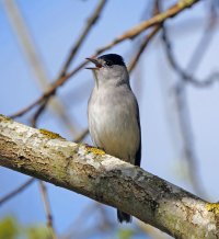 3R3A7652-DxO_Blackcap_singing_shaut1.jpg