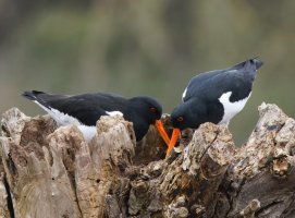 309A1616-DxO_Oystercatchers_beaks_500mm.jpg