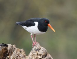 309A1650-DxO_Oystercatcher_700mm.jpg