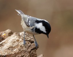 309A1202-DxO_Coal_tit.jpg