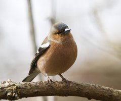 309A1214-DxO_Chaffinch.jpg