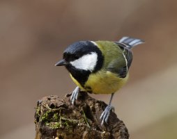 309A1238-DxO_Great_tit.jpg