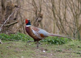 309A1698-DxO_Common_pheasant_small.jpg
