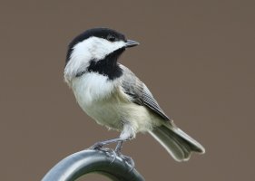 5D3_1428 picasa fix and crop - Copy.JPG