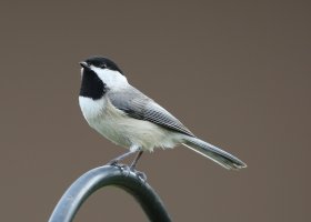 5D3_1496 picasa fix and crop.JPG