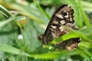 20240331 1326 IMG_0169 Canon EOS R7 - Canon RF 100-500mm F4.5-7.1L IS USM at 500.0 mm - 1.21 ...jpeg