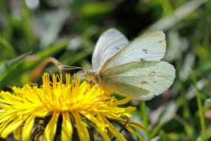 20240331 1323 IMG_0146 Canon EOS R7 - Canon RF 100-500mm F4.5-7.1L IS USM at 500.0 mm - 1.21 ...jpeg