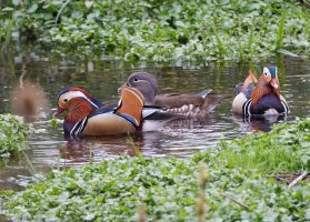309A2507-DxO_Mandarin_Ducks-ls-s.jpeg