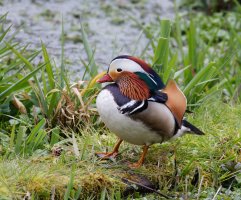 309A2599-DxO_Mandarin_Duck-ls-s.jpeg