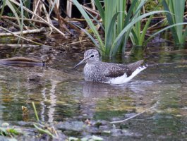 309A2623-DxO_Green_sandpiper-ls-s.jpeg
