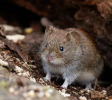309A1403-DxO_Bank_vole.jpg