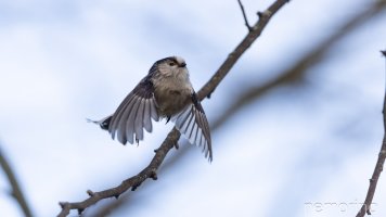 schwanzmeise in action.jpg