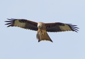 309A2769-DxO_Red_Kite_flying_with_prey-ls-sSH.jpg