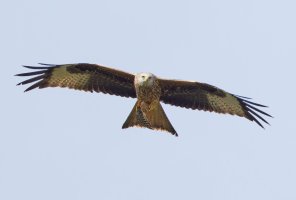 309A2774-DxO_Red_Kite_flying_with_prey-ls-sSH.jpg
