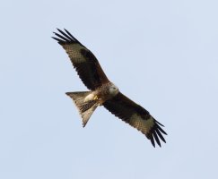 309A2779-DxO_Red_Kite_flying_with_prey-ls-s.jpeg