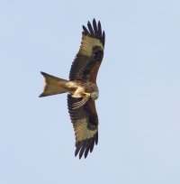 309A2783-DxO_Red_Kite_flying_with_prey-ls-sSH.jpg