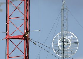 5D3_1613 picasa crop.JPG