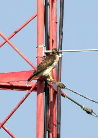 5D3_1611 picasa crop-topaz-enhance-3.6x.JPG