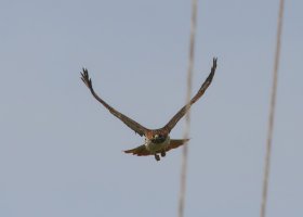 5D3_1617 picasa crop-topaz-enhance-2.5x-sharpen.JPG